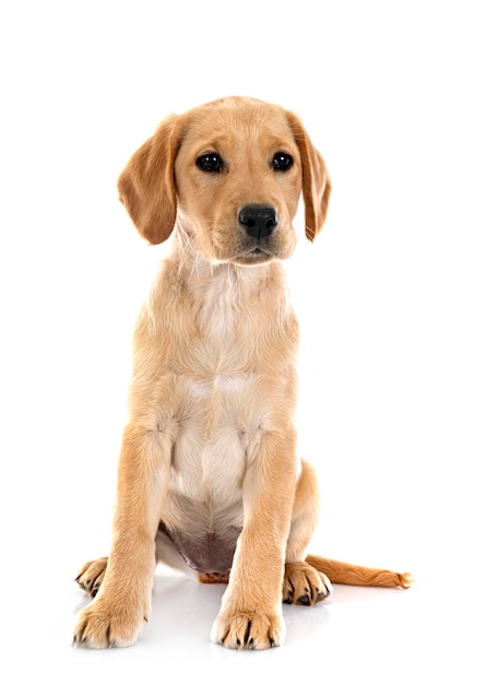 puppy labrador retriever in front of white background