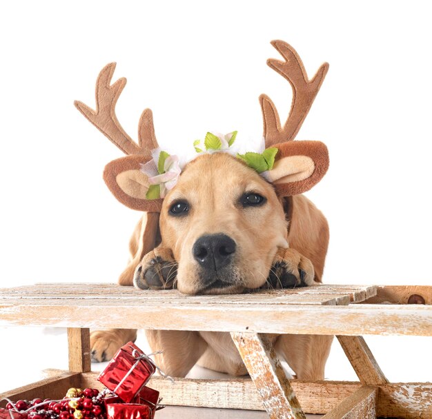 puppy labrador retriever in front of white background