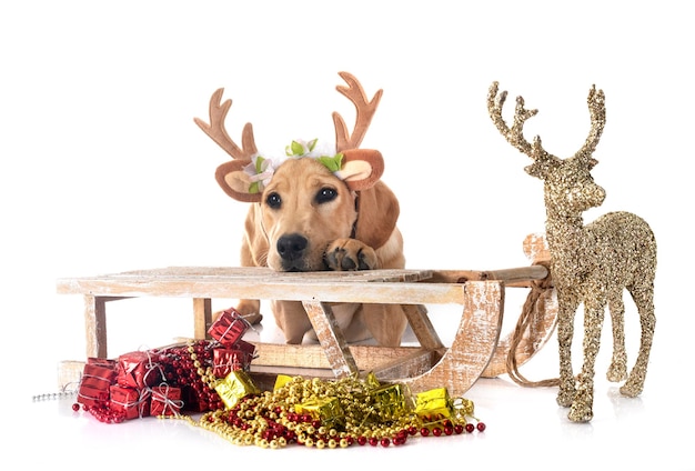 Photo puppy labrador retriever in front of white background