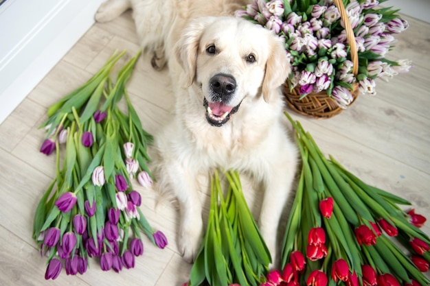 Puppy labrador retriever lies on the floor in tulips of different colors in the kitchen Red flowers