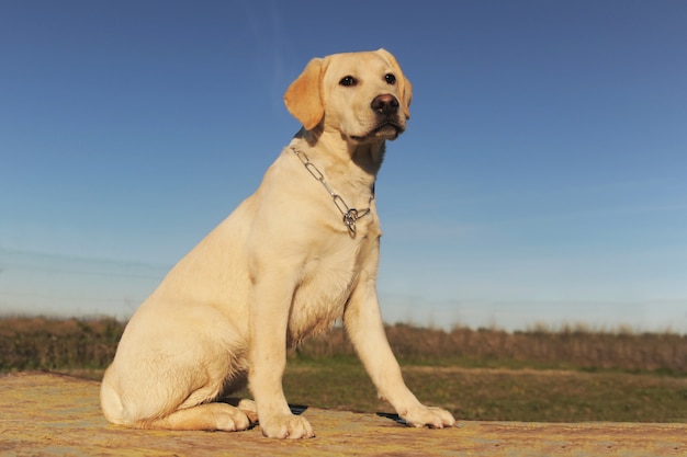 Photo puppy labrador retriever