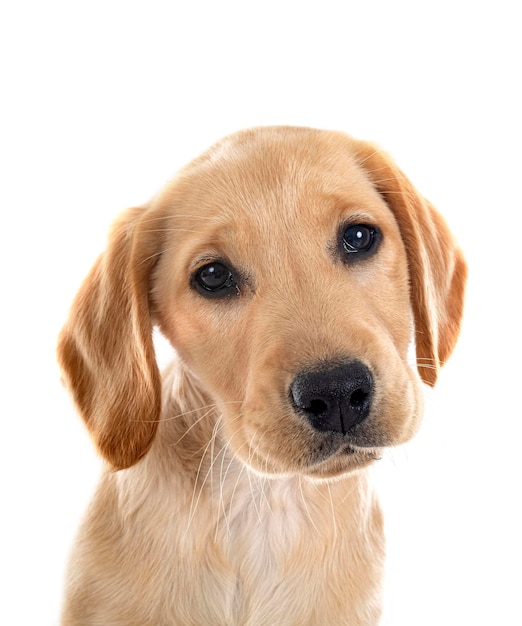 子犬ラブラドールレトリバー