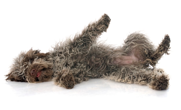 Cucciolo lagotto romagnolo