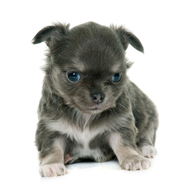 puppy langharige chihuahua