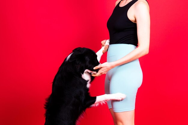 Puppy learning to obey dog training owner giving prize to dog isolated background border collie