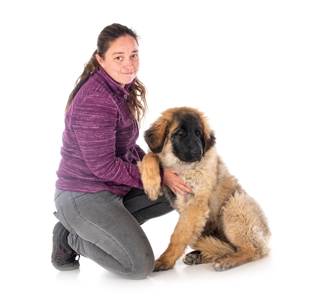 Puppy Leonberger en vrouw voor witte muur