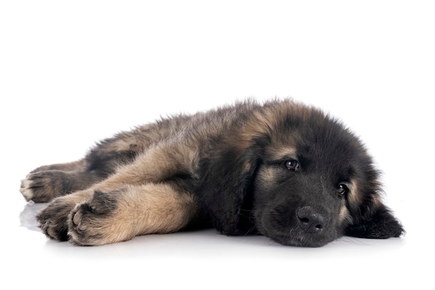 Cucciolo leonberger davanti a uno sfondo bianco