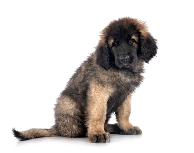 흰색 표면 앞 강아지 Leonberger