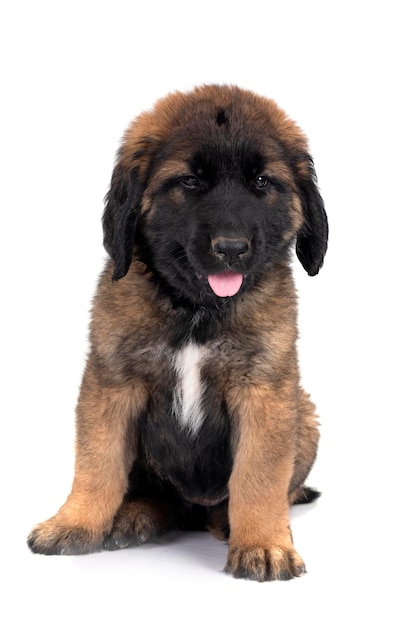 Puppy Leonberger in de studio.