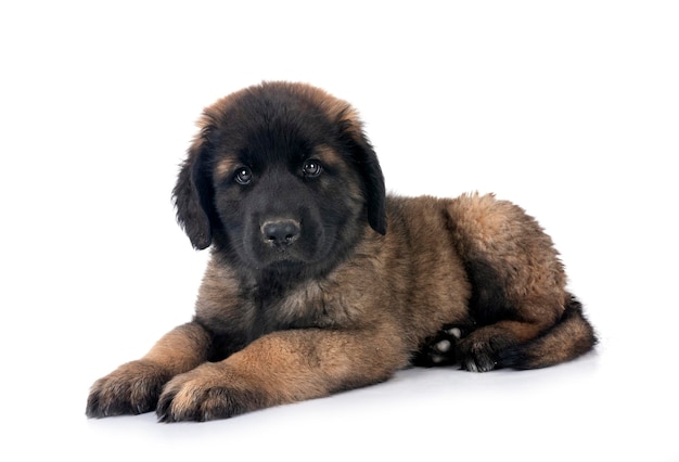 Puppy Leonberger in de studio.