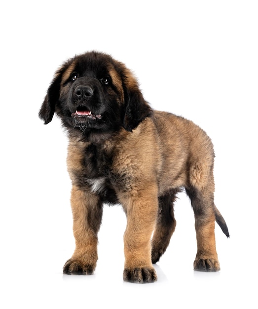 Puppy Leonberger in studio