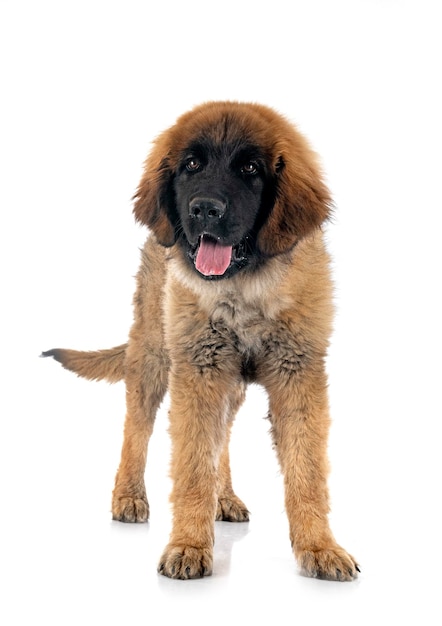 Puppy Leonberger in studio