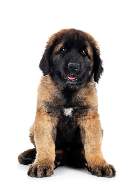 Puppy Leonberger in studio