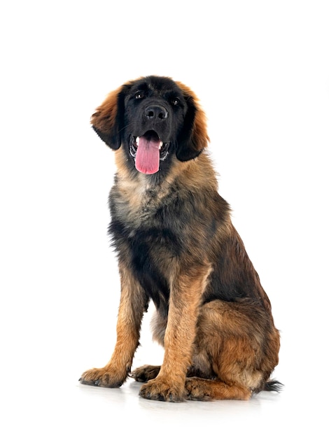 Puppy Leonberger in studio