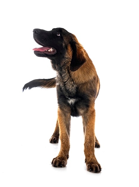 Puppy Leonberger in studio