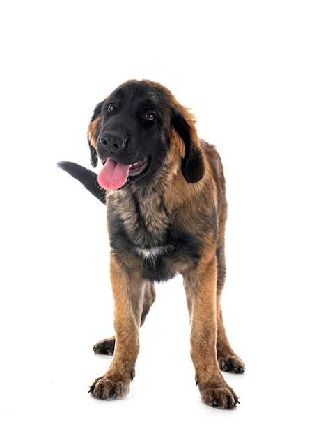 Puppy Leonberger in studio