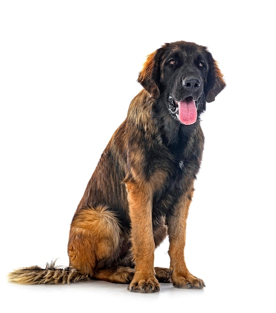 Puppy Leonberger in studio