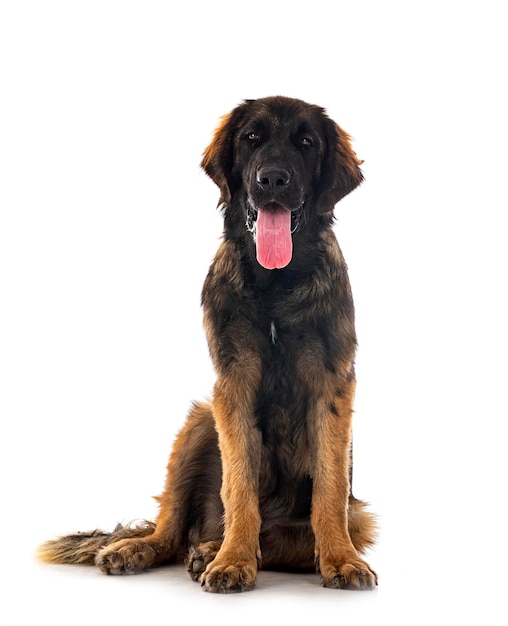 Puppy leonberger in studio