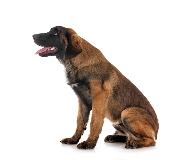 Puppy Leonberger in studio