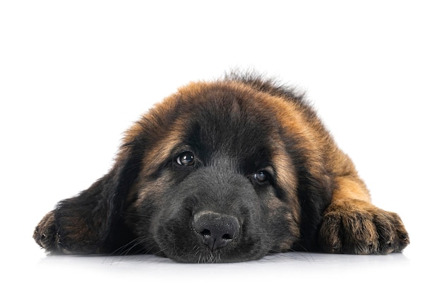 Puppy Leonberger in studio