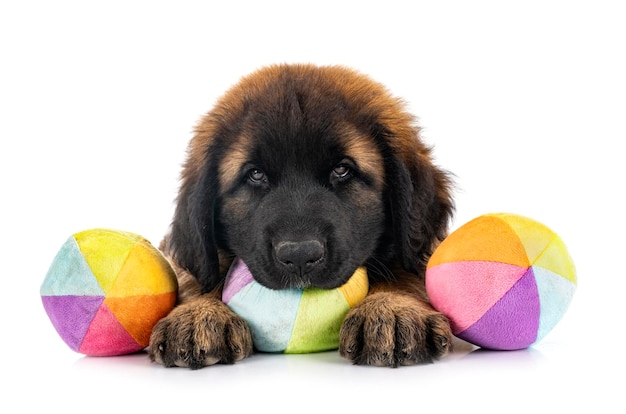 스튜디오에서 강아지 Leonberger