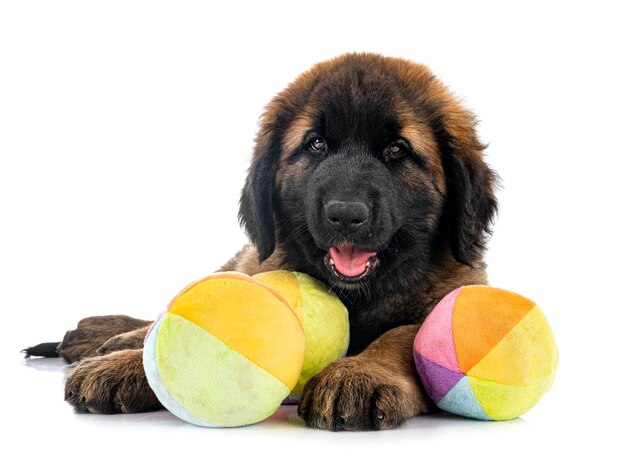 스튜디오에서 강아지 Leonberger