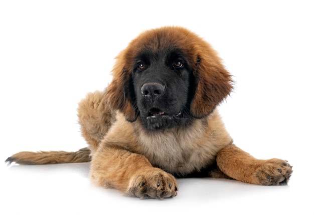 스튜디오에서 강아지 Leonberger