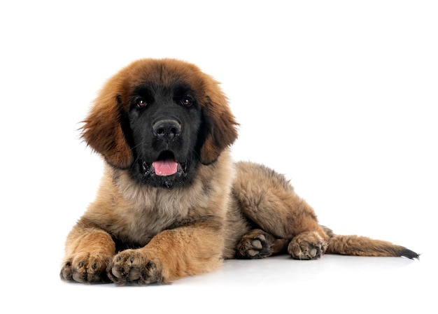 스튜디오에서 강아지 Leonberger