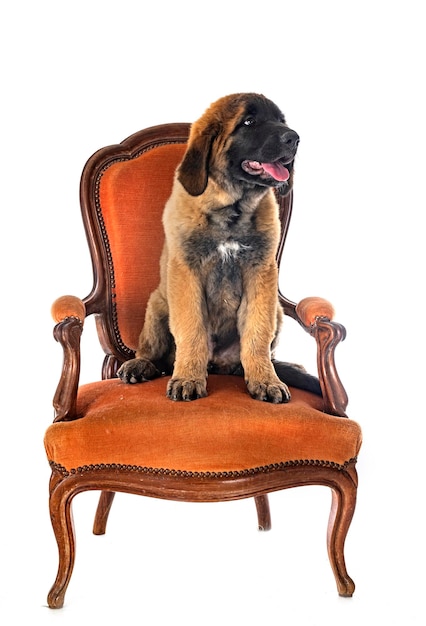 Puppy Leonberger in studio