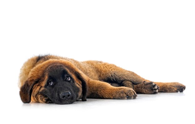 Puppy Leonberger in studio