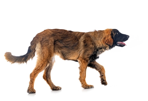 Puppy Leonberger in studio