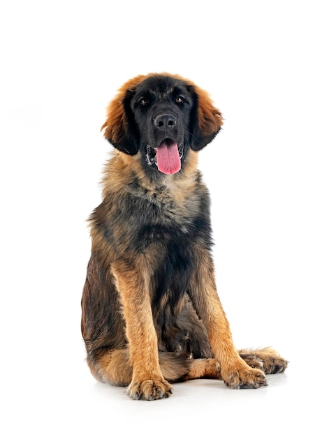 스튜디오에서 강아지 Leonberger