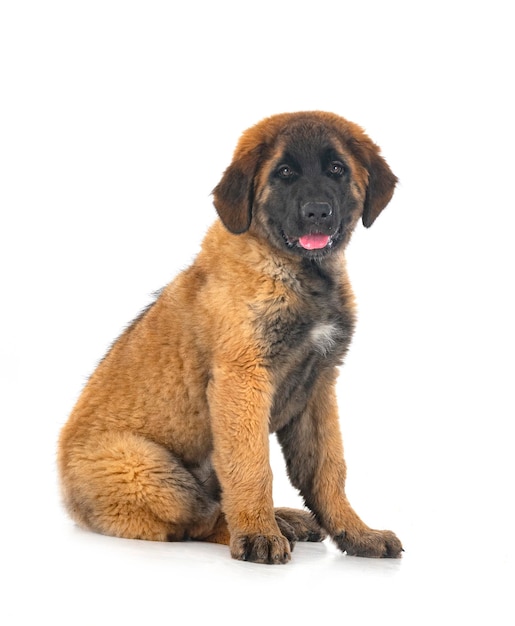 스튜디오에서 강아지 Leonberger