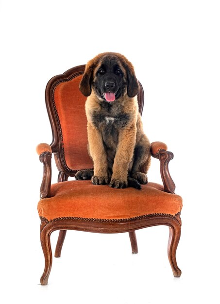 Cucciolo leonberger in studio