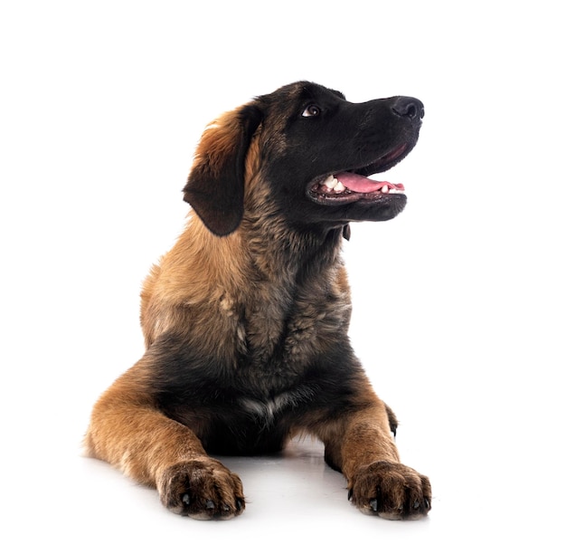 Puppy Leonberger in studio