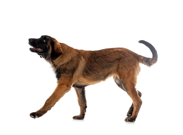 Photo puppy leonberger in studio