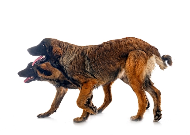 스튜디오에서 강아지 Leonberger