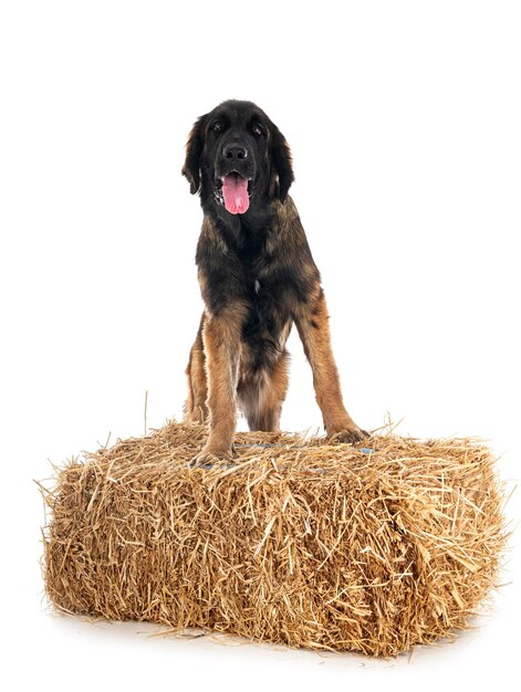 Cucciolo leonberger in studio