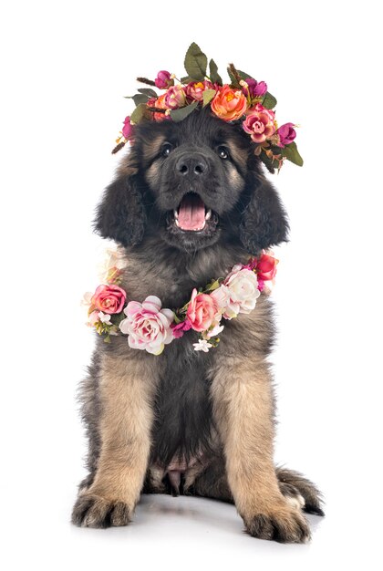 Puppy Leonberger voor witte achtergrond