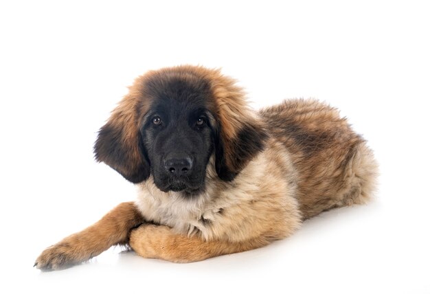 강아지 Leonberger