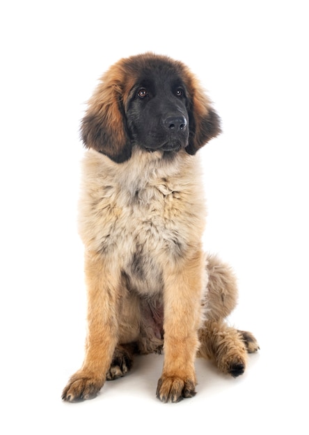 강아지 Leonberger