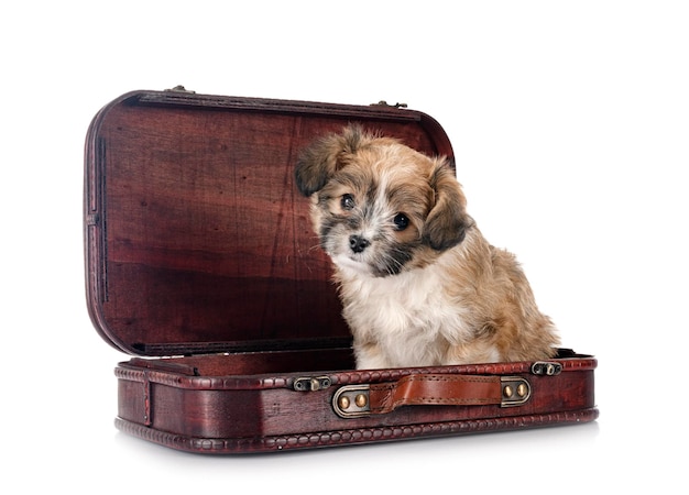 Puppy Lhasa Apso in front of white background