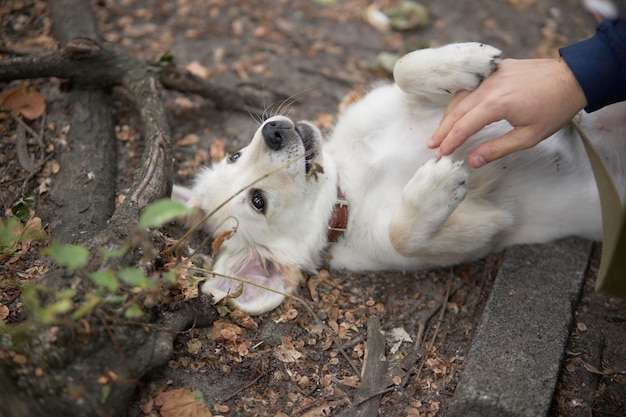 Il cucciolo giace sulla schiena e sembra carino ritratto di un cucciolo di golden retriever cute cucciolo di cane