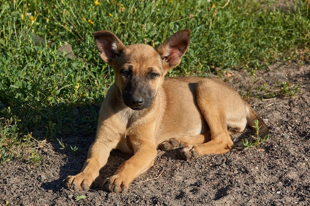 A puppy lies on the sand and basking in the rays of the rising sun.