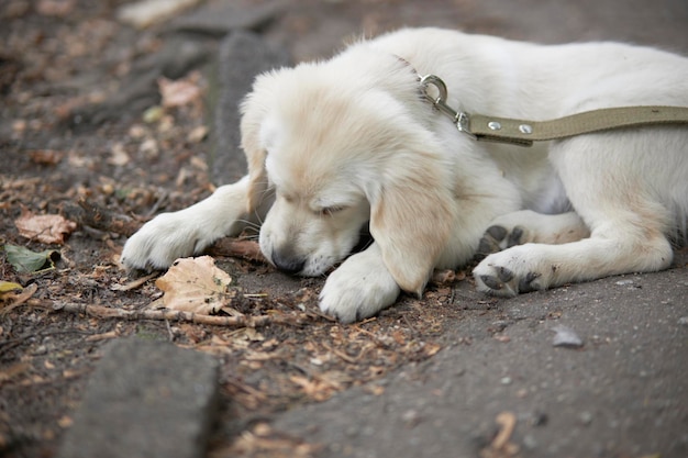 Il cucciolo giace sulla strada e rosicchia un bastone ritratto di un cucciolo di golden retriever cute cucciolo