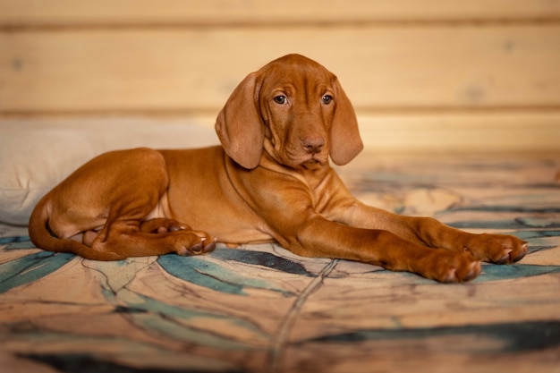 Puppy liggend op een kleurrijk tapijt