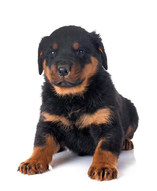 白い背景を向いて遠くを見ている子犬