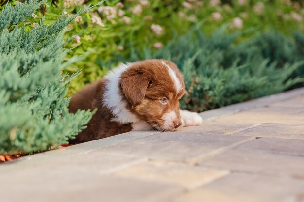 A puppy looking through a garden