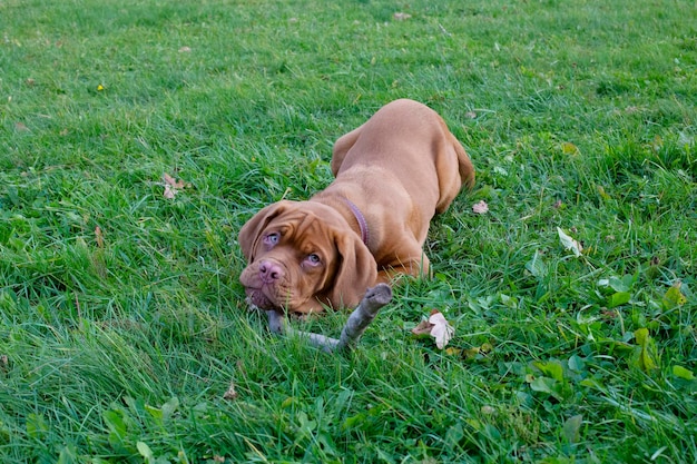 A puppy lying in the grass gnaws a stick