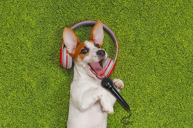 緑のカーペットの上に横たわる子犬